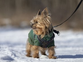 Smurf, a Yorkshire terrier, gets taken for a walk at the Ojibway Prairie Provincial Nature Reserve on a cold but bright, Wednesday, January 27, 2021.