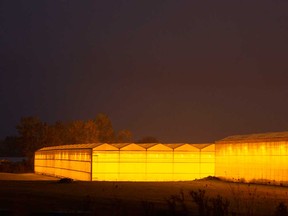 Glowing greenhouses in the Leamington area off Highway 3 are shown on Oct. 27, 2020.
