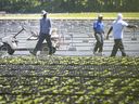 Wanderlandarbeiter arbeiten auf diesem Aktenfoto vom Juni 2020 auf einer Farm in Kingsville.