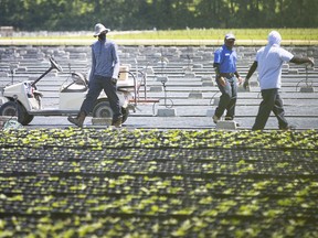Migrant farm workers are beginning to return again, but in the midst of a second wave of COVID-19, local leaders are asking senior governments for more leadership. Shown here on June 17, 2020, migrant workers work at a farm in Kingsville.