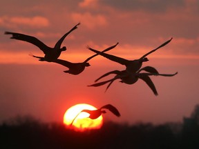 A skein of geese is shown at sunset in Windsor, ON. on Monday, January 11, 2021.