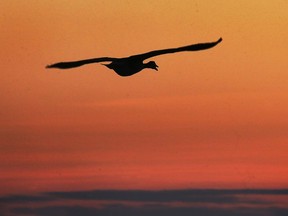 A Canada goose flies near Sandpoint Beach in Windsor, ON. as the sun rises on Friday, September 18, 2020. Environmental experts claim the California fires have created increased hazy conditions all across North America.