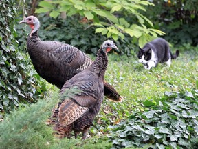 It's not just cats that wild turkeys have to keep a wary eye out for when they wander into urban areas. Shown here on Oct. 11, 2019, a pair of wild turkeys are stalked by a neighbourhood cat while resting in a yard on Chilver Road in the City of Windsor.