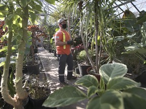 Kyle Mantha with Windsor's Parks and Recreation Department, trims plants Friday at the Lanspeary Park greenhouse complex, which is being replaced by a new greenhouse in Jackson Park.