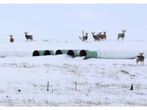 FILE PHOTO: Deer gather at a depot used to store pipes for the planned Keystone XL oil pipeline in Gascoyne, North Dakota, January 25, 2017.
