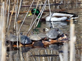 A gang of turtles gather on a sheltered log along the Savanna Loop Trail at Ojibway Nature Centre Monday, March 22, 2021. Warm temperatures brought the turtles from their winter slumber and waterfowl were active looking for a springtime meal.