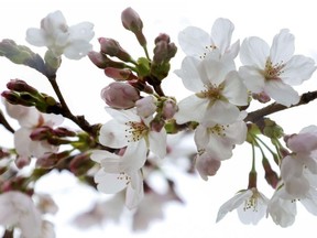 A "Somei Yoshino" cherry tree blossoms in Kyoto, Japan in this photo taken by Kyodo March 16, 2021.