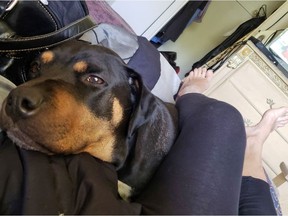 Chloe, a 10-year-old Rottweiler/Doberman that was shot and killed by a Windsor police officer in a Forest Glade backyard on Thursday, March 18, 2021, is shown in a recent photo.