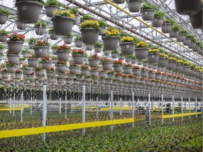 Rows of flowers and hanging baskets are seen at Capogna Flowers in Kingsville, Thursday, April 23, 2020. Union Water is considering how to deal with the rapidly expanding greenhouse industry.