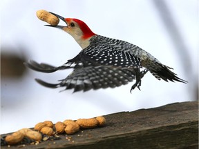 "Breathtaking," said the judges. A red-bellied woodpecker takes flight after grabbing a peanut at Windsor's Ojibway Nature Centre on Jan. 22, 2020. This photo, captured at 1/2500th of a second, helped Windsor Star photographer Nick Brancaccio capture a runner-up citation in the feature photography category at the 2020 Ontario Newspaper Awards.