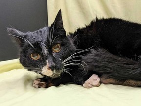 Bubba Gumption, a cat who was found in Amherstburg with his right paw caught in a trap, recovers at the Windsor/Essex County Humane Society on April 13, 2021.
