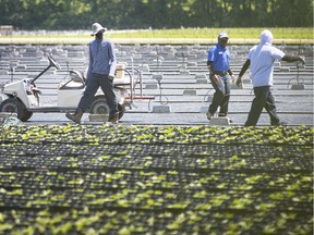 Farm worker vaccinations are expected to start next week. Shown in this June 17, 2020, file photo, migrant workers work in the fields on a farm in Kingsville.