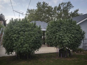 Giant marijuana plants are shown growing in the backyard of an Amherstburg home, Wednesday, Sept. 19, 2018.