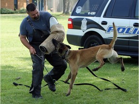 Windsor Police Service dog Hasko played a prominent role during an arrest in a recent investigation now before the court. In this May 28, 2015, file photo, Const. Lance Montigny works with Hasko during a demonstration for children at Maryvale in Windsor.