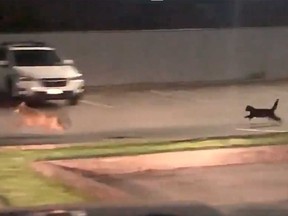 A stray cat is seen chasing a coyote in a video posted on Twitter by Port Moody Police.