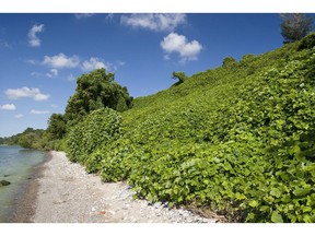Kudzu, a fast-growing vine dubbed "the vine that ate the South," has been discovered in Leamington along the shore of Lake Erie. The exact location of the private property has not been disclosed.