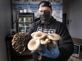 Denis Vidmar owner The Mush Hub Co. in Windsor displays a Kuro Maitake, left, and a Pearl Oyster mushroom on Monday, May 3, 2021.