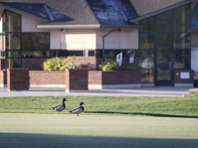 WINDSOR, ONTARIO. MAY 10, 2021 - No birdies or eagles at the Roseland Golf Course on Monday, May 10, 2021 in Windsor but there were a couple Mallards spotted on the ninth green.