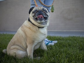 Jen Boutet is pictured with her pug, Franklin, on Wednesday, May 12, 2021.