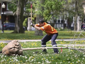 WINDSOR, ONTARIO. MAY 4, 2021 - City of Windsor worker Apollos Vrskovy swings a pickaxe on Tuesday, May 4, 2021 while planting a tree at the Willistead Park. It is part of a municipal project to plant some 1,000 trees throughout the city this summer. (Dan Janisse/Windsor Star).