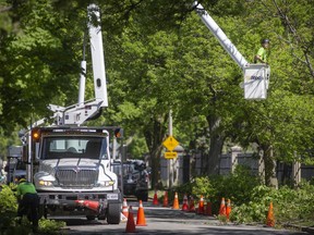 Arborists with Green Tree Ontario trim City of Windsor owned trees on the 1000 block of Chilver Road on Tuesday, May 18, 2021.  The trim work is cyclic tree maintenance program where by all City owned street trees will be trimmed over a seven year period.