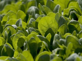 Baby spinach grows in a field