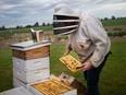 Darryl Walker of Anderdon Bee Co. in Amherstburg works on one of his 200 bee hives on June 19, 2021.
