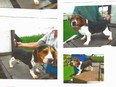 Some of the beagles that the OPP say have been taken from a property in Belle River.