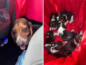 A beagle and seven puppies that Essex County OPP found in Windsor on July 30, 2021. OPP are continuing to investigate the theft of seven beagles from a property in Lakeshore on June 5.