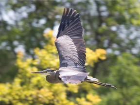 A great blue heron flies over a pond at Lakewood Park in Tecumseh on Friday, July 2, 2021. The recent summery weather has not been for the birds, and after a brief cooling spell (the Saturday morning low was forecast at 11 C), the Windsor area temperatures and the humidex are expected to rise again over the weekend, with a Saturday high of 26 Celsius (and humidex of 31 C), followed by a high of 31 C on Sunday with slight chance of precipitation.