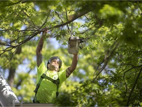 Arborists with Green Tree Ontario trim City of Windsor owned trees in the 1000 block of Chilver Road on May 18, 2021. The city recently launched a program to have all municipally owned street trees trimmed over a seven year period.