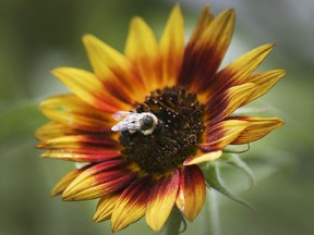 A bee sits on a flower in downtown Windsor on Aug. 20, 2021.