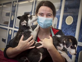 Andy French, pet behaviour advisor at the Windsor/Essex County Humane Society, gets a handful with Husky mix pups, Luna and Sky, on Wednesday, August 11, 2021.