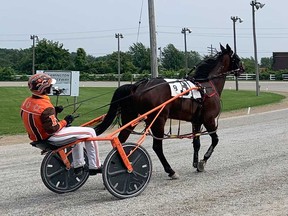 A competitor on the opening day of the harness racing season at Leamington Raceway, Aug. 8, 2021.