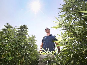 Sunny blue skies and fresh air blowing in off Lake Erie — some of what Mariwell master grower Brendon Dittmer said makes for prime outdoor growing conditions at this licensed commercial cannabis farm east of Wheatley.