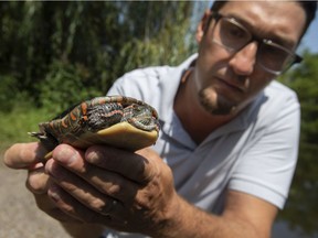 Tom Preney, biodiversity coordinator for the City of Windsor, holds a midland painted turtle while outside the Ojibway Nature Centre, on Tuesday, August 24, 2021.