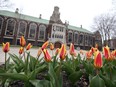 Blooming tulips at University of Windsor's main campus in front of Dillon Hall.