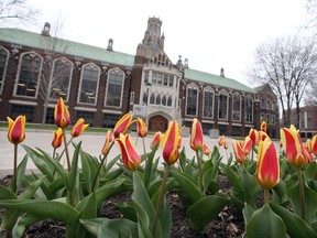 Blooming tulips at University of Windsor's main campus in front of Dillon Hall.