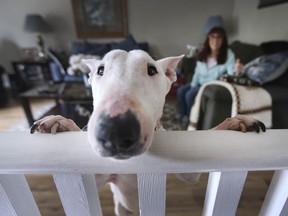 Maggie, a 7-year-old Bull Terrier is shown at her new home in Windsor on Thursday, September 23, 2021. Lorraine Attwood adopted her recently. Maggie was part of a group of dogs from the United States that were sent to the city for adoption.