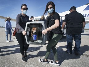 A plane carrying 73 dogs from Oklahoma touched down safely at the Windsor International Airport on Thursday, September 30, 2021. Windsor-Essex County Humane Society executive director Melanie Coulter hopes all dogs will be adopted. Andrea MacRae, left, and Patti Zakoor help unload one of the dogs.