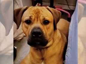 Buster, a one-year-old bullmastiff, was inside a black 2014 GMC Sierra truck stolen from the 4800 block of Wyandotte Street East the night of Sunday, Sept. 2, 2021. Windsor police are looking for him and the truck.