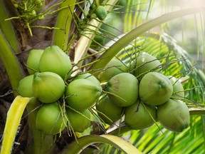 A pair of men from the Solomon Islands men who were lost at sea ate only oranges they had brought with them for the first nine days.  After that it was just "rainwater, coconuts and faith."