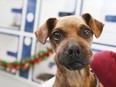 Justice, a dog who was bound at the feet and mouth with electrical tape and then discarded to die,  continues to heal while in care at the Windsor/Essex Humane Society, in this Dec. 24, 2015, photo.