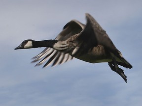 A Canada goose is shown at the Jack Miner Sanctuary in Kingsville on Thursday, October 14, 2021.