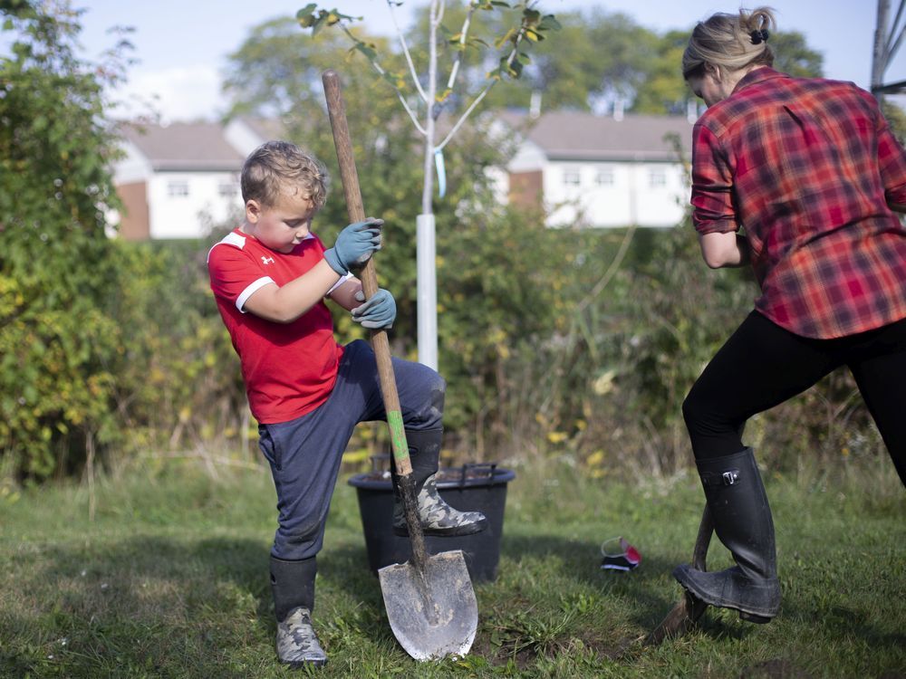 Reed Tiessen, 6, volunteers with his mother, Stephanie Segave-Tiessen, from the Windsor- Detroit Bridge Authority, as they take part in a tree planting event along College Avenue in West Windsor on Oct. 9, 2021.