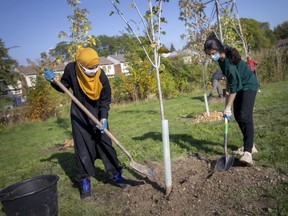 Sara Alnoor, left, and Amna Ali, grade 12 students at Riverside Secondary School, take part in a tree planting event along College Avenue in West Windsor on Saturday, Oct. 9, 2021.  Amherstburg council on Monday approved spending $6,000 left in its tree planting budget on a proposal by the new, high-powered community group Thrive Amherstburg to plant almost 8,000 trees in the next five years.