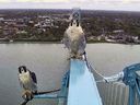 A pair of hawks were captured during a camera check atop the Ambassador Bridge in early November.  The camera is usually used for operational purposes, but from time to time it takes pictures of birds.  (Ambassador Bridge/Facebook)