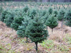 Ten year old Balsam fir trees grow at Downey Tree Farm and Nursery in Hatley, Que., Nov. 12, 2021.