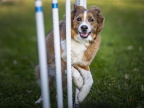 Monte, an English Shepherd, performs with the Border City Barkers at Bark in the Park at Lanspeary Park, on Monday, Nov. 8, 2021.