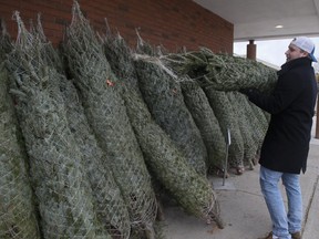 Checking out the Christmas tree selection at Sobeys on Westney Rd., in Ajax, on Saturday, Nov. 20, 2021.